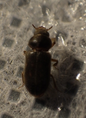 Heteroceridae