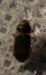 Heteroceridae