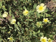 Tribulus zeyheri