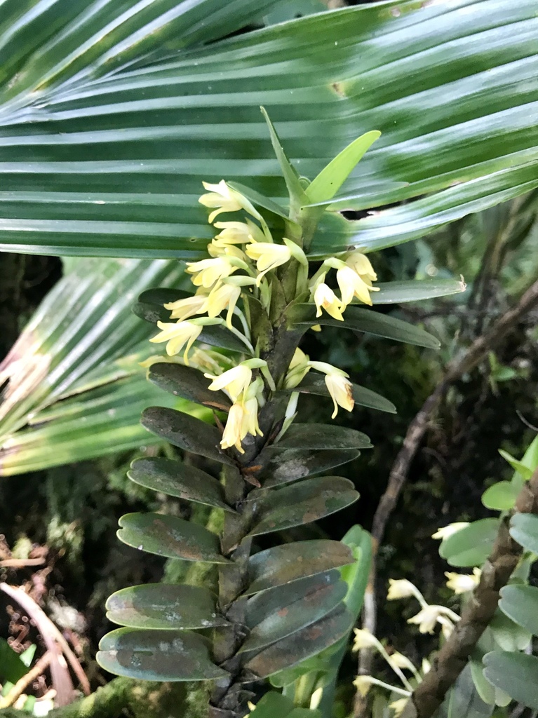 Maxillaria fragrans
