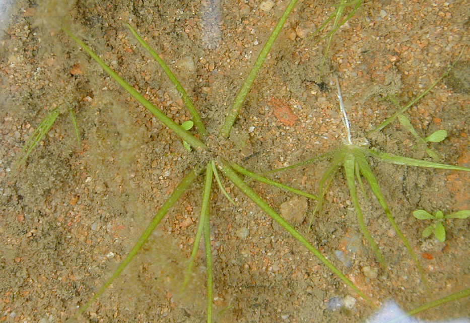 Veiled Quillwort
