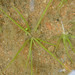 Isoetes longissima - Photo 由 David Renoult 所上傳的 (c) David Renoult，保留部份權利CC BY-NC