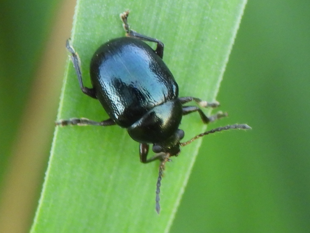 Brachypnoea tristis