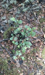 Nothofagus × solfusca