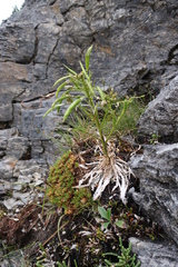 Pachycladon latisiliquum