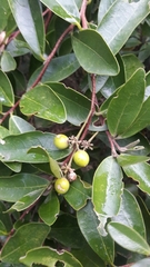Daphnopsis caracasana