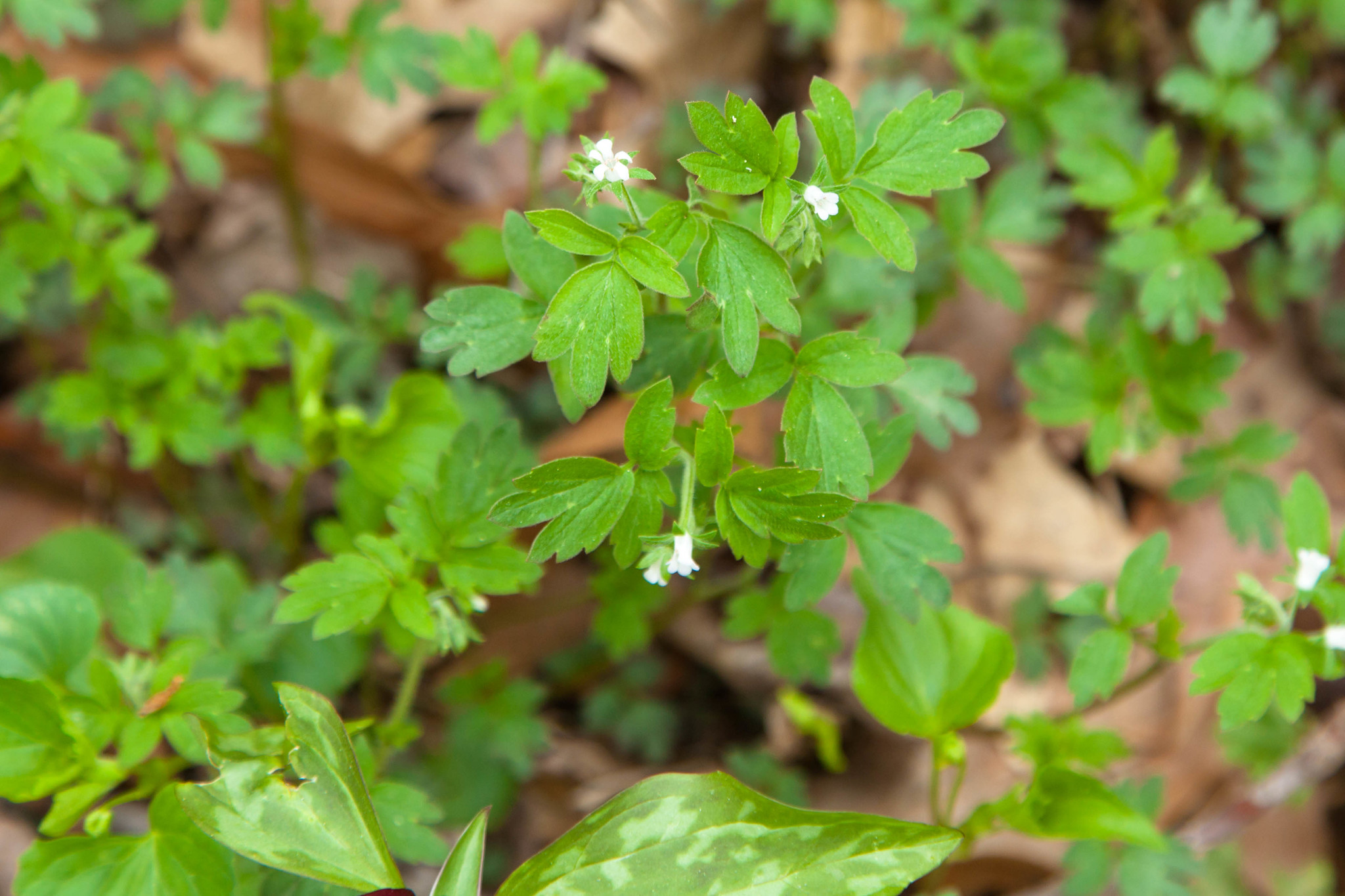 Phacelia ranunculacea