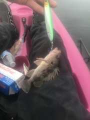 Sebastes auriculatus