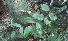 Parsonsia heterophylla