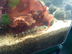 Chestnut Goby photo 5