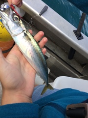 Scomber australasicus