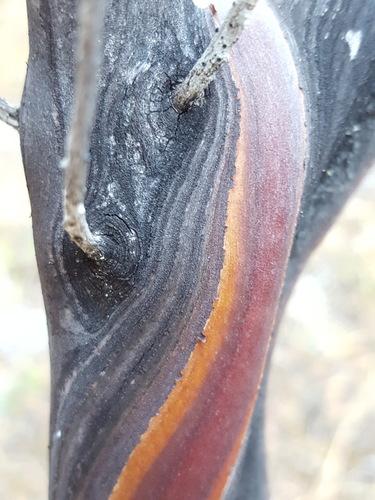 Whiteleaf Manzanita foliage