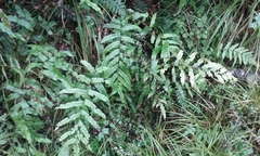Blechnum minus