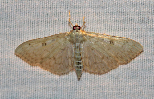 Northern Herpetogramma photo 5