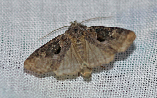 Double-lobed Moth photo 4