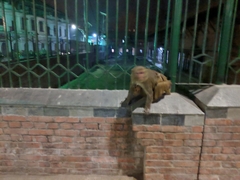 Macaca mulatta