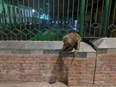 Macaca mulatta