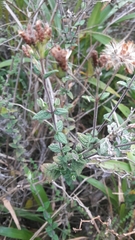 Chromolaena bullata