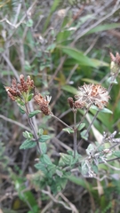 Chromolaena bullata
