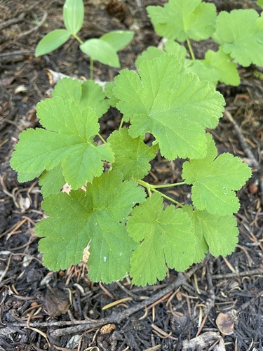 Crater Lake currant (Ribes erythrocarpum)