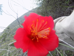 Hibiscus longifilus