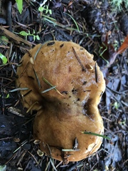 Suillus caerulescens image