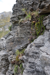 Pachycladon latisiliquum