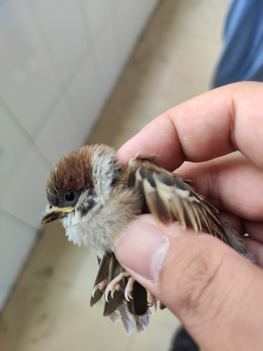 Eurasian Tree Sparrow