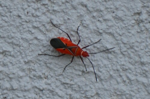 St. Andrew's Cotton Stainer photo 3
