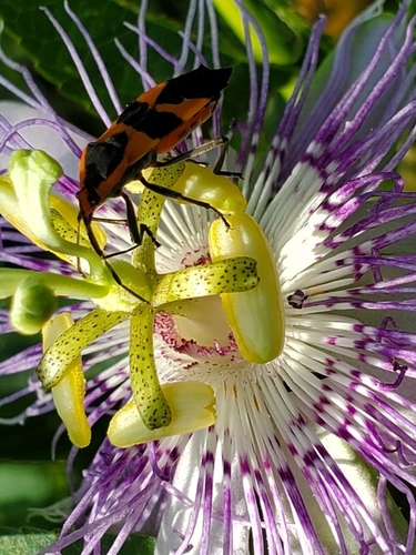 Large Milkweed Bug photographed in Tennessee
