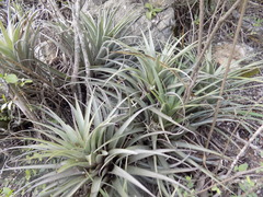 Tillandsia roseoscapa