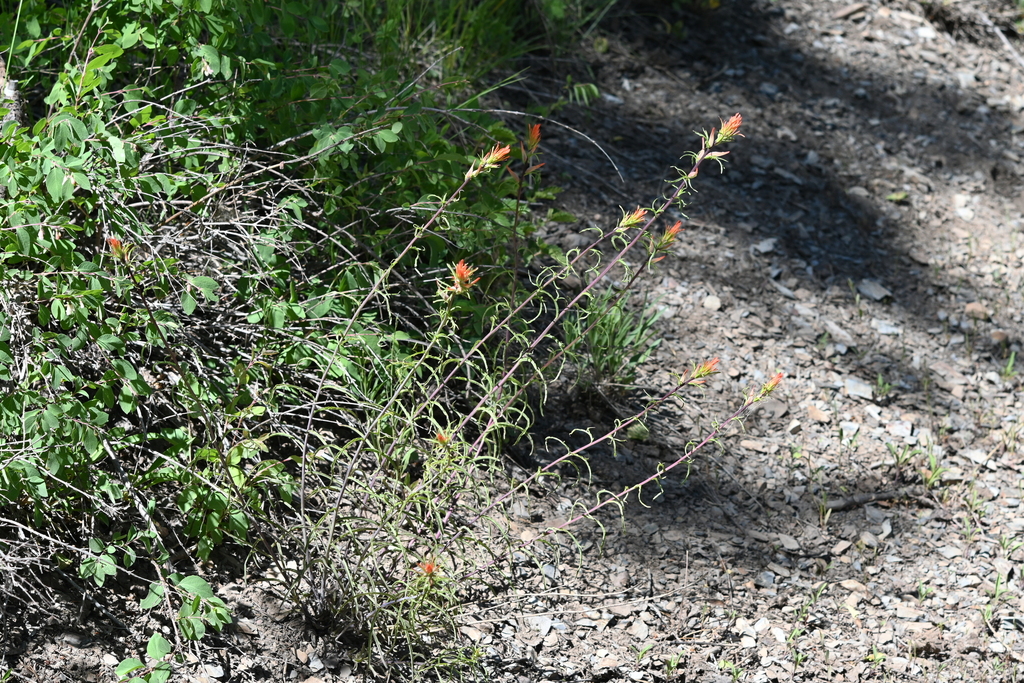 Wyoming Paintbrush from Gunnison County, CO, USA on July 9, 2023 at 0240 PM by Matt Langemeier