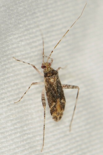 Phytocoris conspurcatus