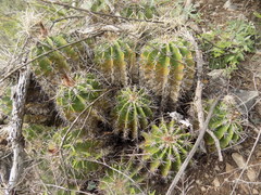Ferocactus flavovirens