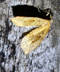 Apoctena conditana
