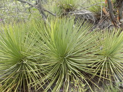 Agave stricta
