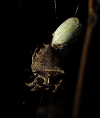 Acanthepeira