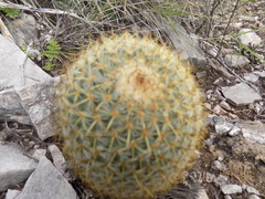 Mammillaria flavicentra