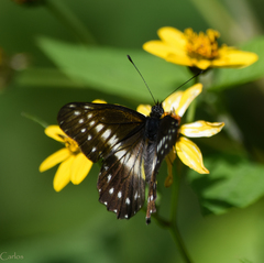 Catasticta flisa flisa