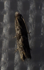 Epiblema minutana