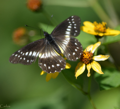 Catasticta flisa flisa