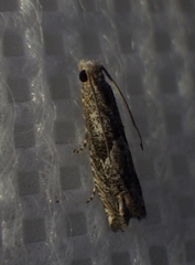 Epiblema minutana