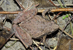 Microhyla berdmorei