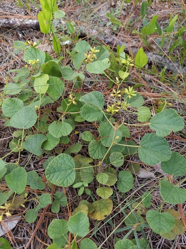 Image of Rhynchosia michauxii by (c) Athena Philips, some rights reserved (CC BY)
