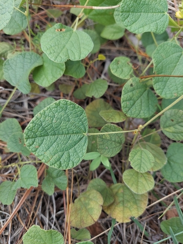 Image of Rhynchosia michauxii by (c) Athena Philips, some rights reserved (CC BY)