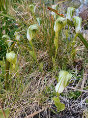 Pterostylis oliveri