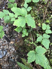 Tiarella trifoliata trifoliata