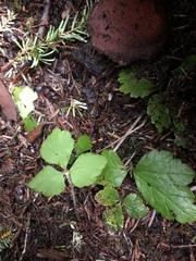 Tiarella trifoliata trifoliata