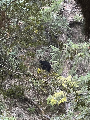 iNaturalist observation photo of American Black Bear
