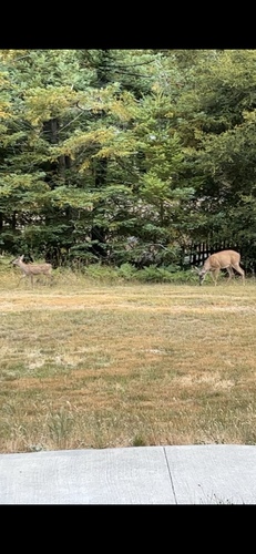 iNaturalist observation photo of Columbian Black-tailed Deer